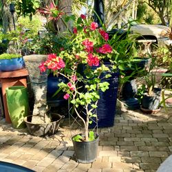 4’ Pink Bougainville