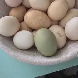 Fresh Eggs 