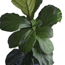 Fiddle leaf fig