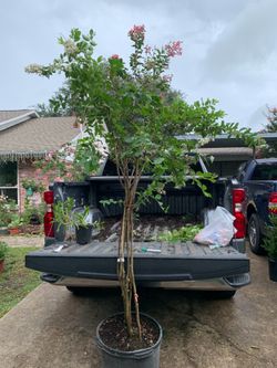 Crape Myrtle tree 2 in 1