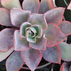 Echeveria Afterglow