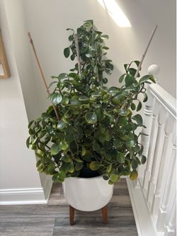 Baby rubber plant