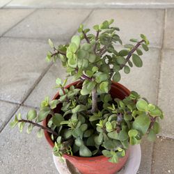 Elephant bush succulent planter