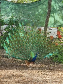 Feathers