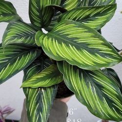 Calathea Beauty Star