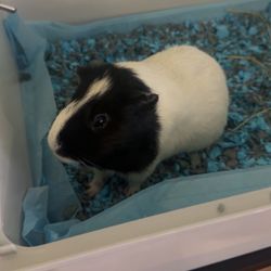 Guinea Pig