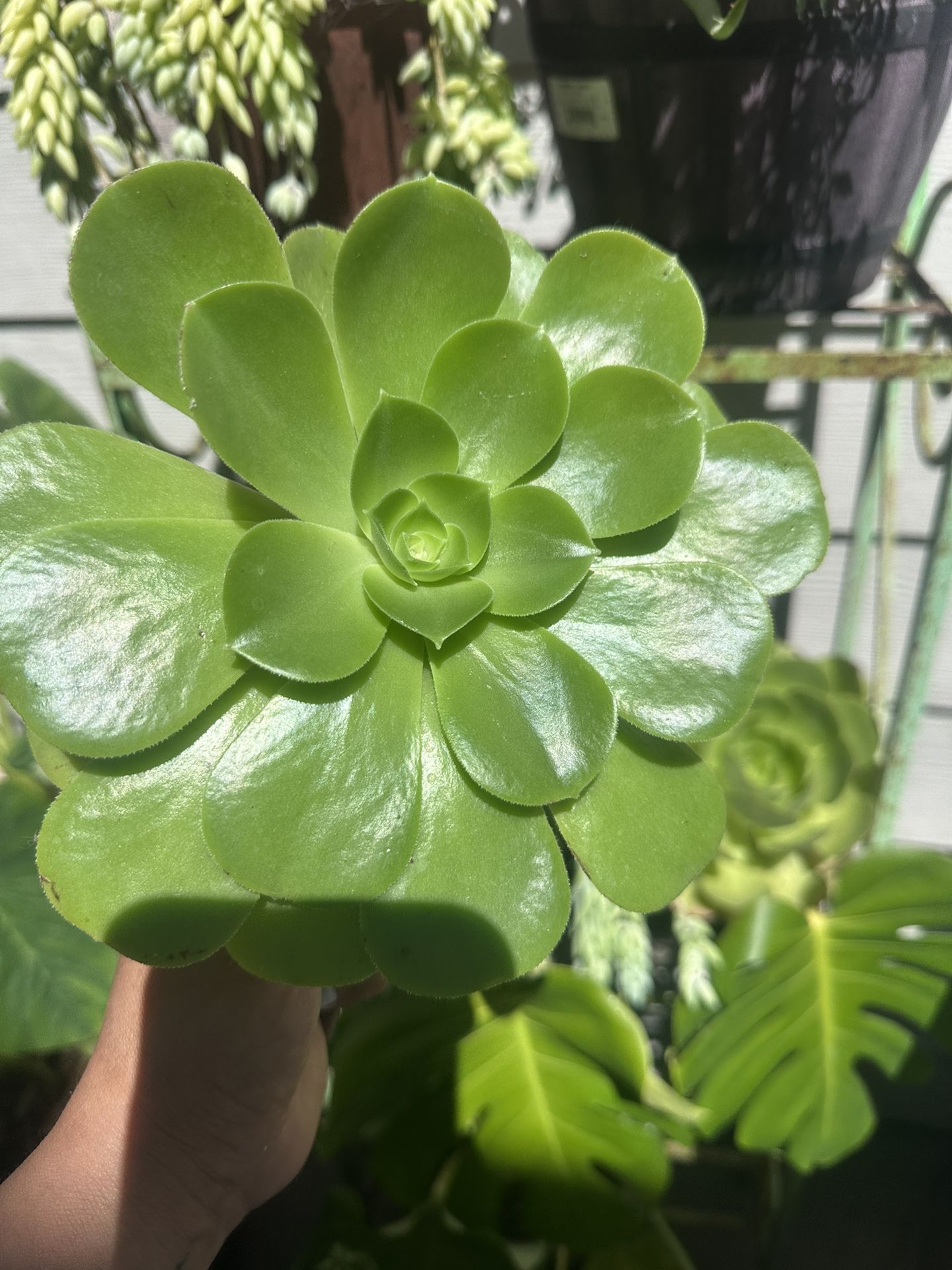 Echeveria Succulent Plants $5 Each