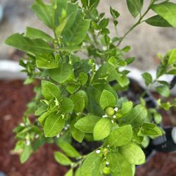 Bitter Orange Tree 