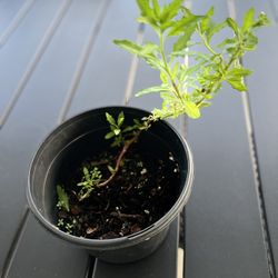 Epazote, Semin Kontra