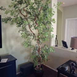 Inside Declaration Tree 