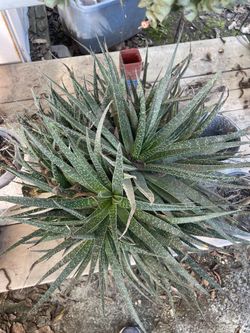 Gasteria flow