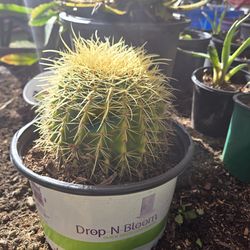 Large Golden Barrel/ Ball Cactus