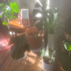 Monstera Plant