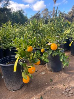 5 Gallon Size- Fruiting Age- Citrus Trees