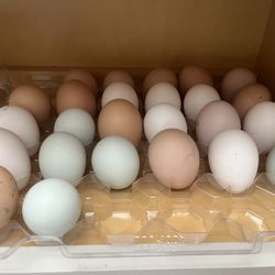 Pasture Organic Eggs By The Dz