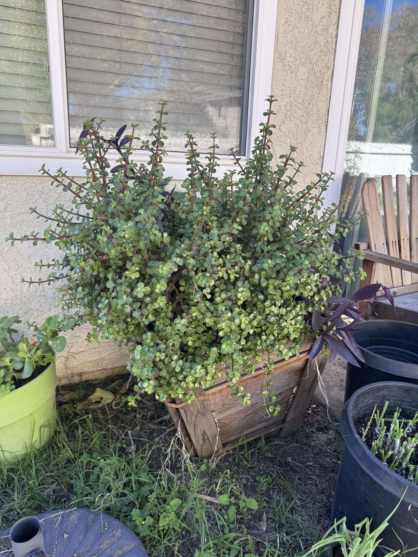 Old 24 Inches Wood Planter Full Of Succulents 