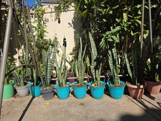 Snake plants