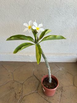 White Plumeria
