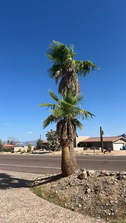 Free palm trees