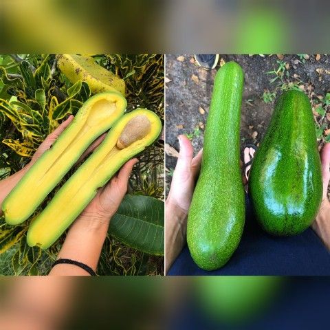 Russell Avocado Grafted Trees 3gal Arboles De Aguacate Russell Injertado 3gal