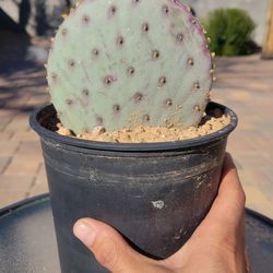 Santa Rita Prickly Pear - Rooted (Opuntia Santa-Rita)