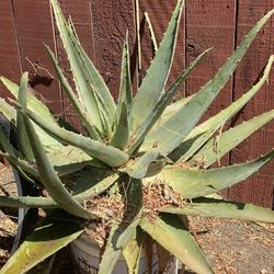 Aloe