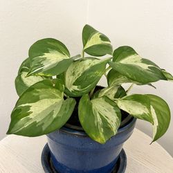 Manjula Pothos