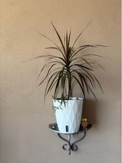 Plant