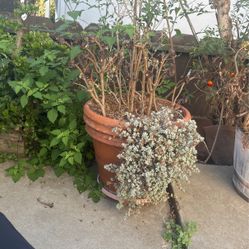 Succulent Plant With Another Species Of Non Succulent Plant