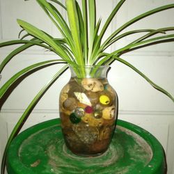 Spider 🕷 Plants (In Water)