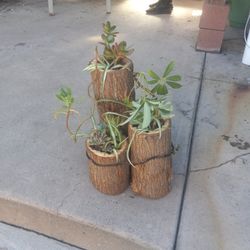 Stump Pots With Succulents 