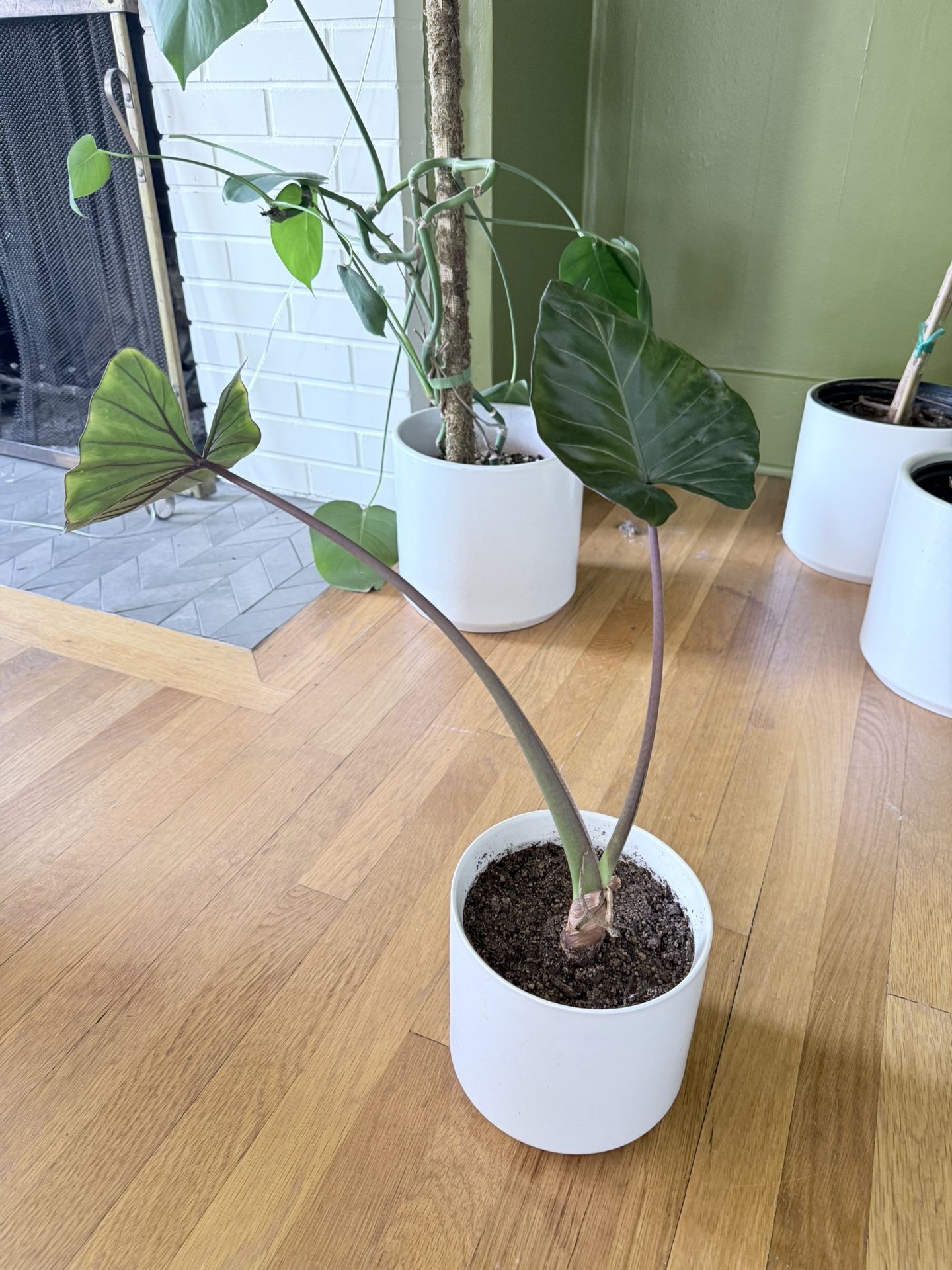 Alocasia Plant