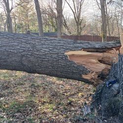 Free Solid Oak Tree Firewood