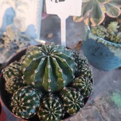 PLANT SALE THIS SATURDAY IN SAN LORENZO NOON TIL 3