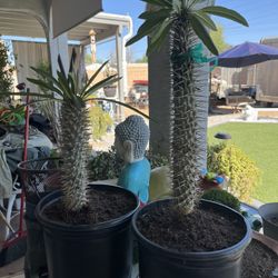 3 For $5 Aleo Vera ONLY. Various Other Plants 