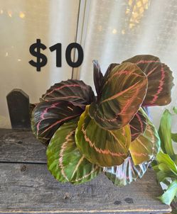 Calathea