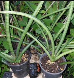 Sansevieria Cylindrica Potted Houseplant Landscape Plant