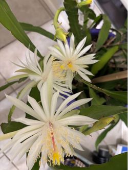 Epiphyllum Hookerii / Hoa Quỳnh Tra(ng’