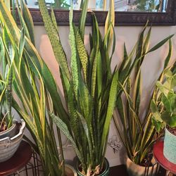 5 .2 Ft Tall Snake Plant