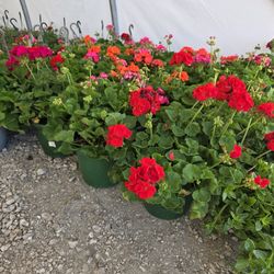 Geranios, Geraniums, Malva, Plants, Plantas