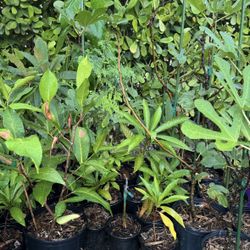  Various Fruit Plants $15-$35 Better Pricing For Multiple 