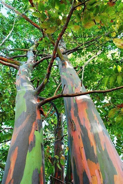 LIVE PLANT TREE 3ft Rainbow Eucalyptus, Mindanao Gum, Bagras, Kamarere, Deglupta