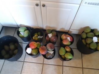 Fresh mango fruit!