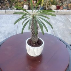 Very Healthy Madagascar Palm Tree In Nice Vase