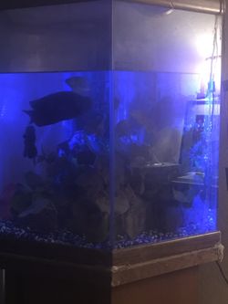 50 Gallon tank stand and pump with fish included moving