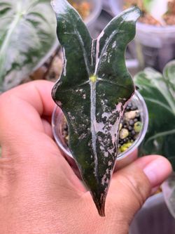 Alocasia Pink Nobilis