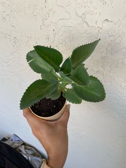Succulent plant