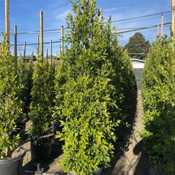 Ficus Nitida Indian Laurel Hedge
