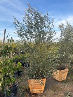 olive tree