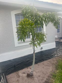Fox tail palm tree 8 feet 50 Gal